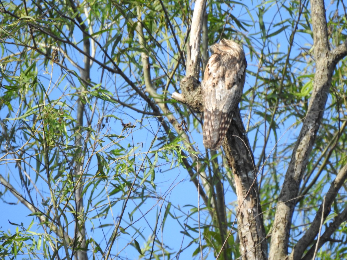 potu středoamerický - ML322860611