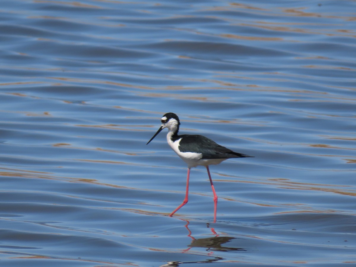 Black-necked Stilt - ML322861121