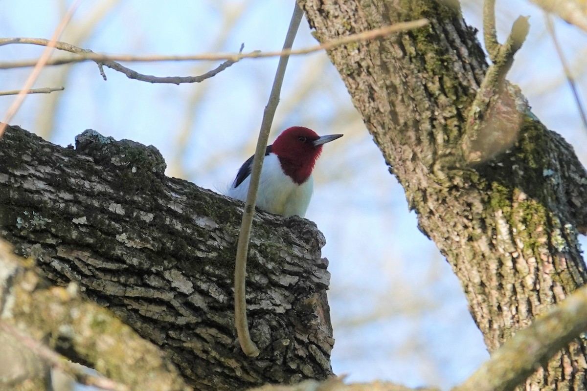 Red-headed Woodpecker - ML322861231