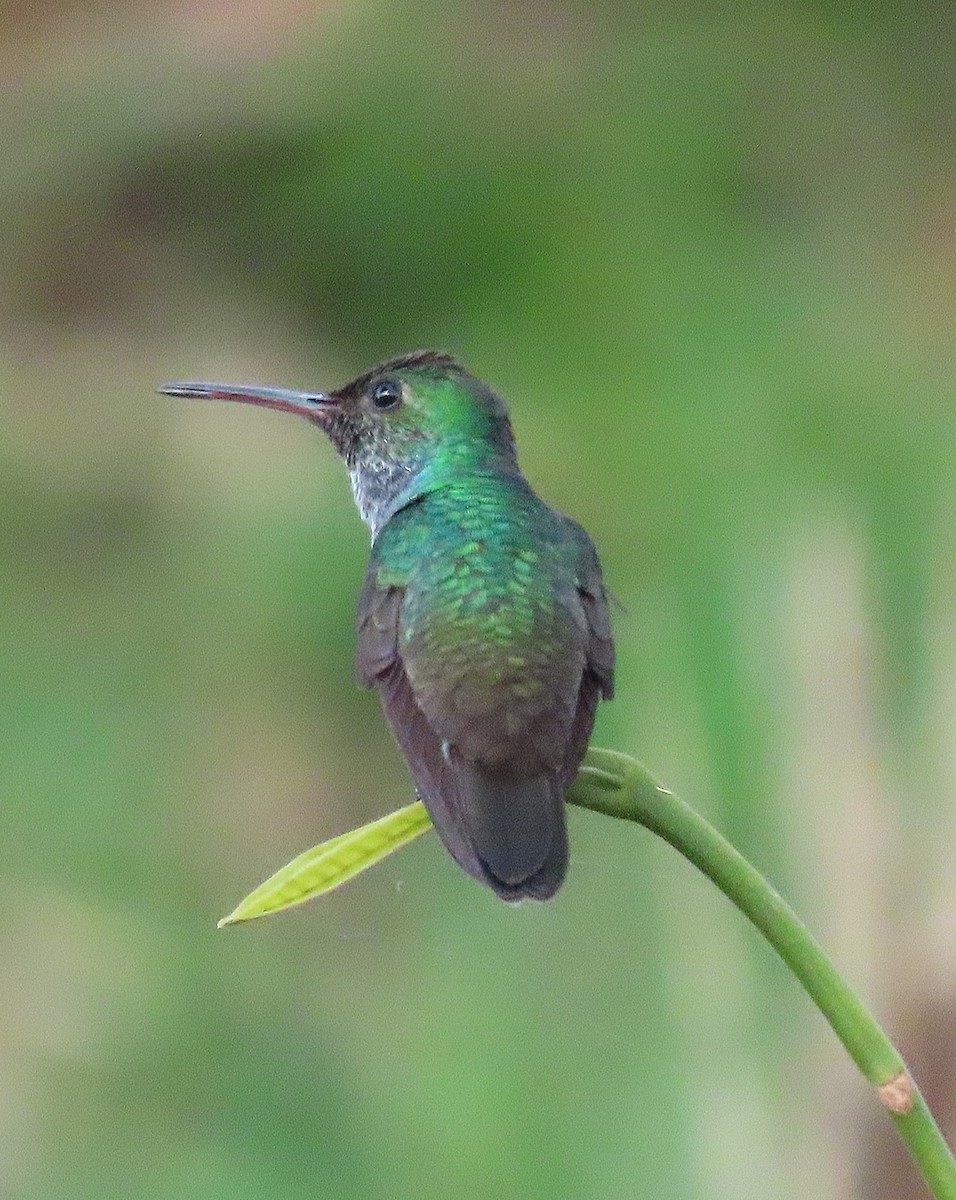 Blue-chested Hummingbird - ML322861631