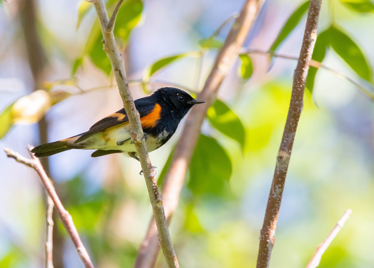 American Redstart - ML322862051