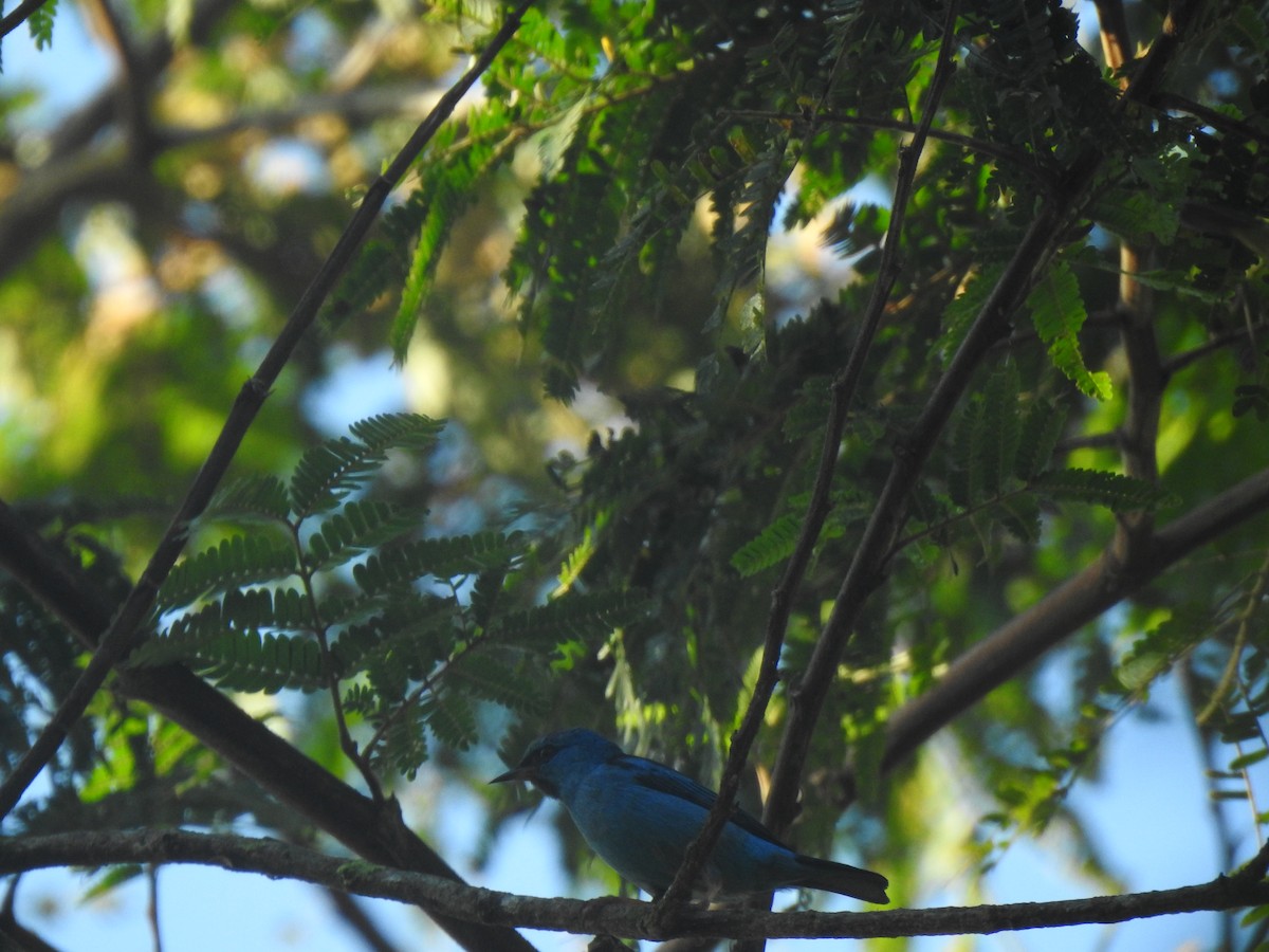 Blue Dacnis - ML322862101