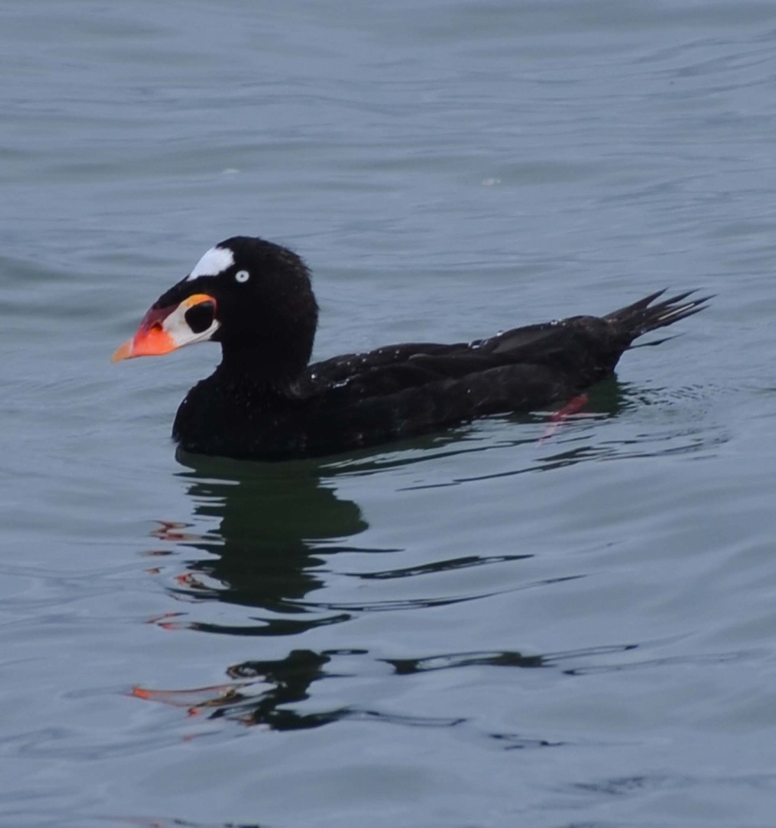 Surf Scoter - Tom Unsicker