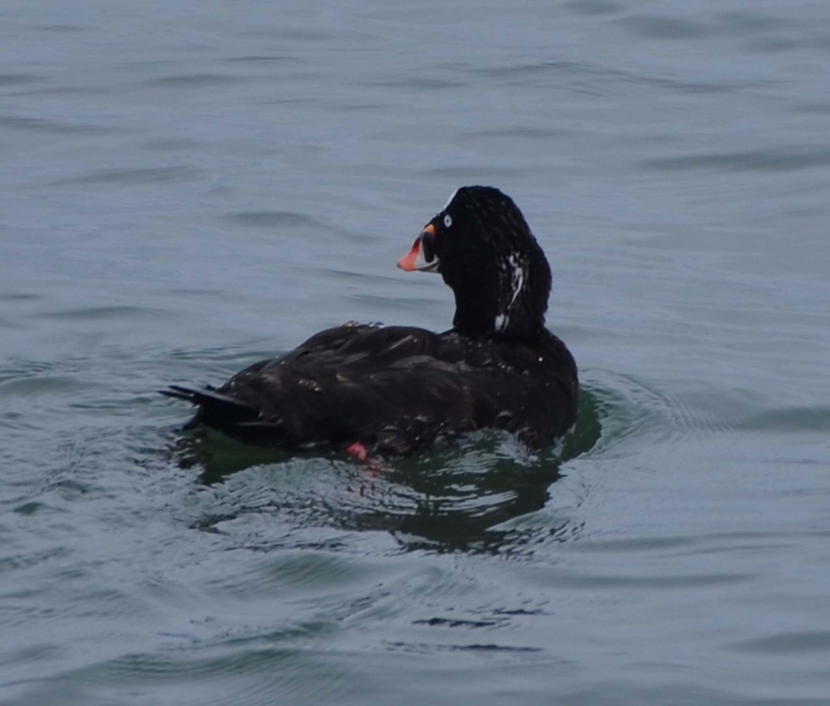 Surf Scoter - ML32286231