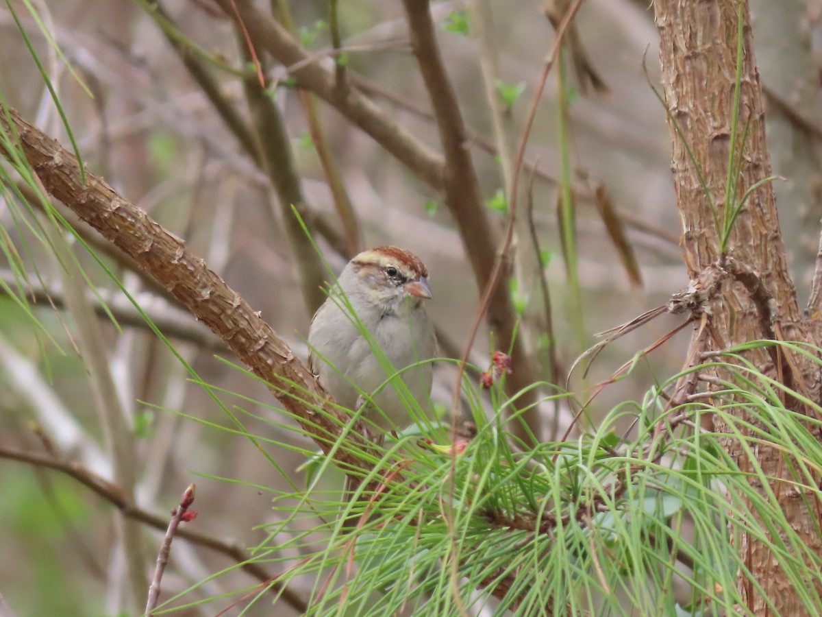 Chipping Sparrow - ML322863751