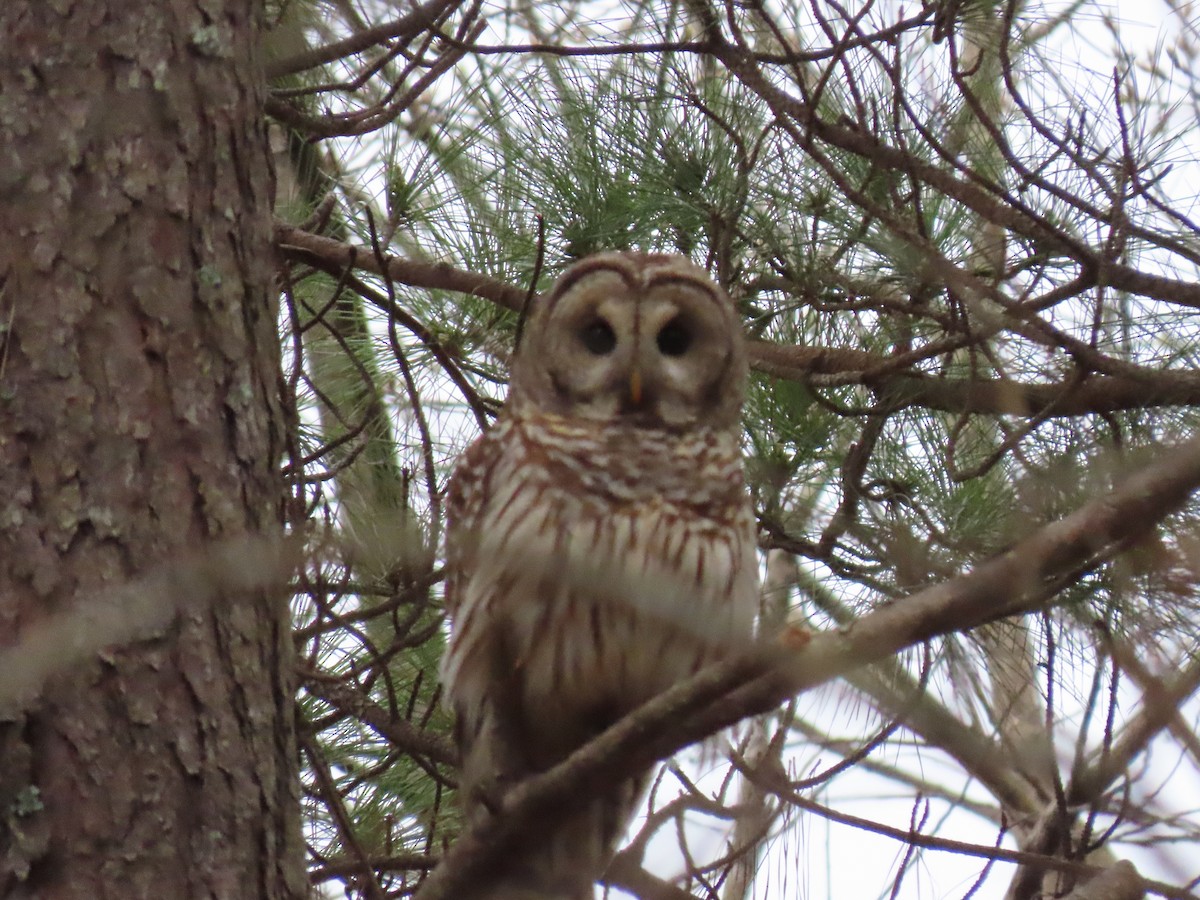 Barred Owl - ML322863961