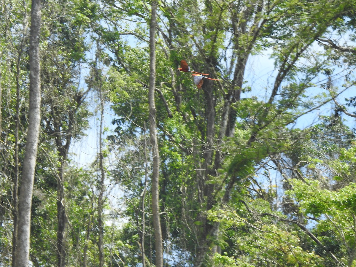 ara arakanga - ML322864031