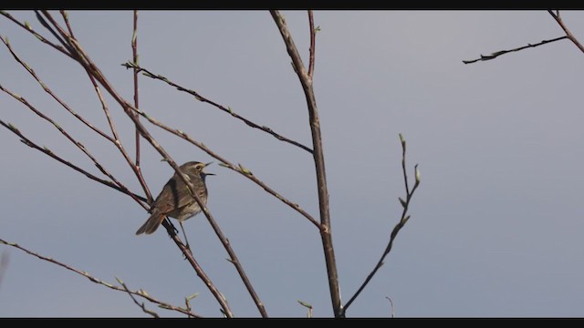 Bluethroat - ML322864201