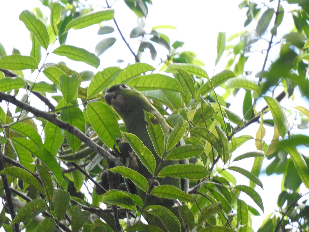 amazoňan pomoučený - ML322864471