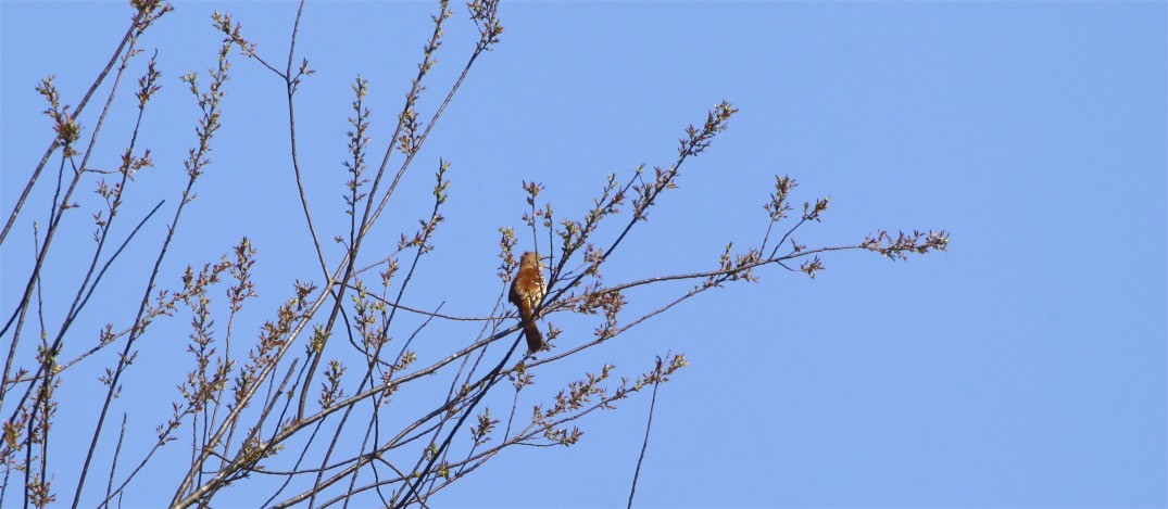 Brown Thrasher - ML322864481