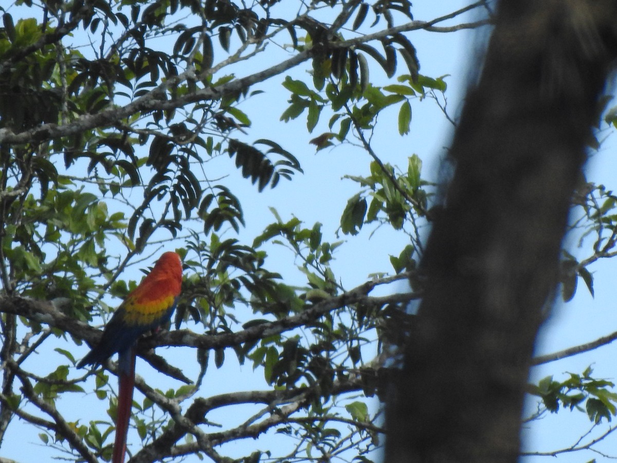 ara arakanga - ML322864631