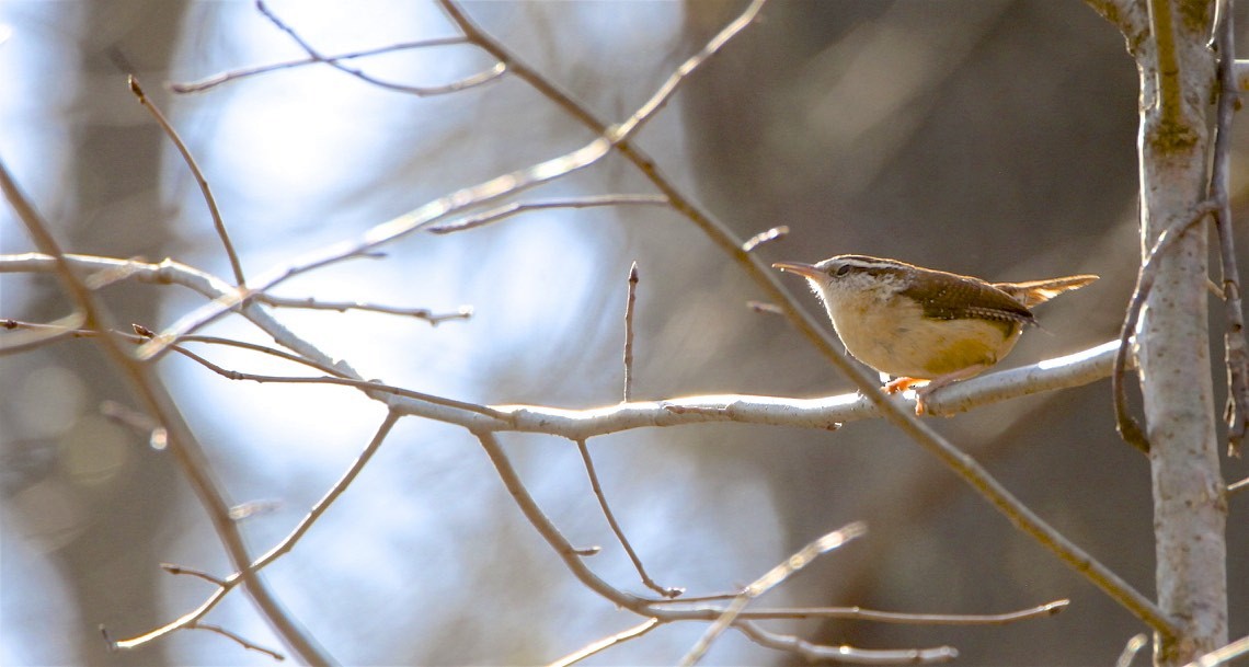 Carolina Wren - ML322865011