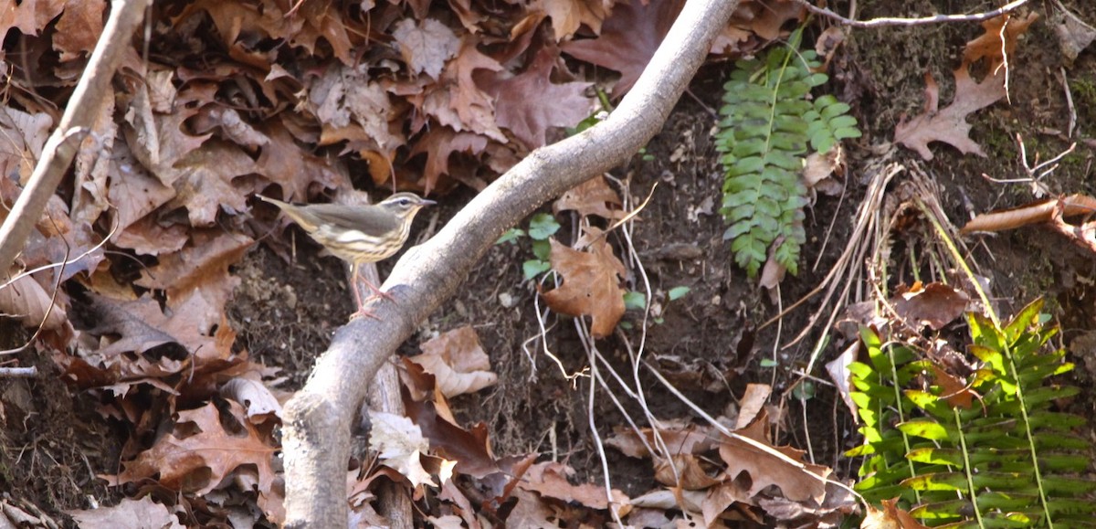 Louisiana Waterthrush - ML322865111