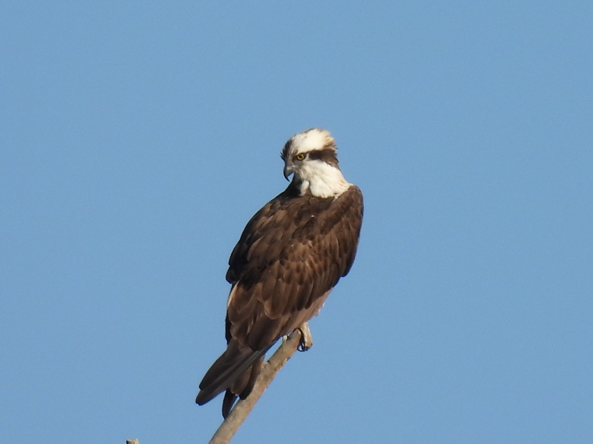 Osprey - ML322865221