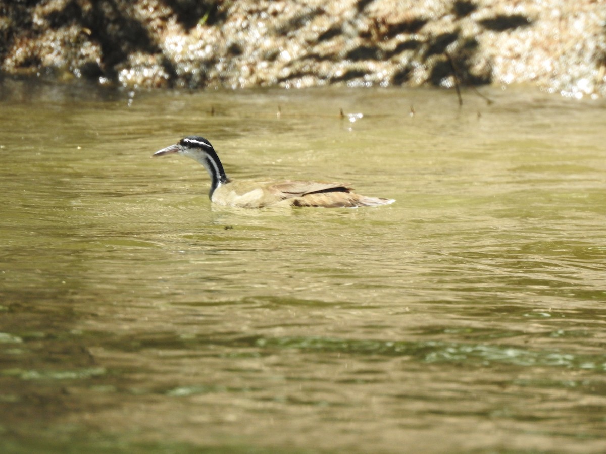 chřástalec malý - ML322866411