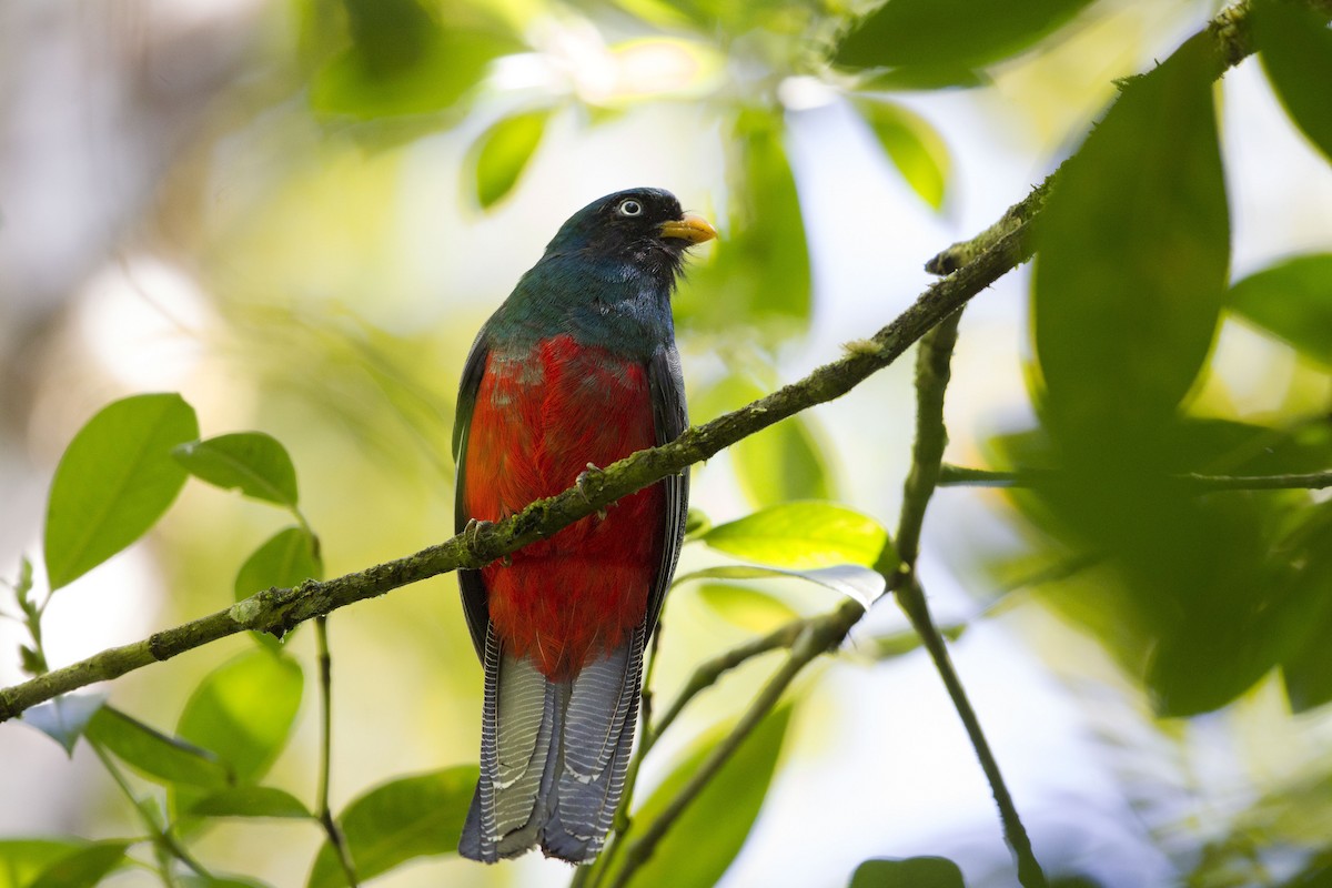 Lattice-tailed Trogon - Juan Diego Vargas