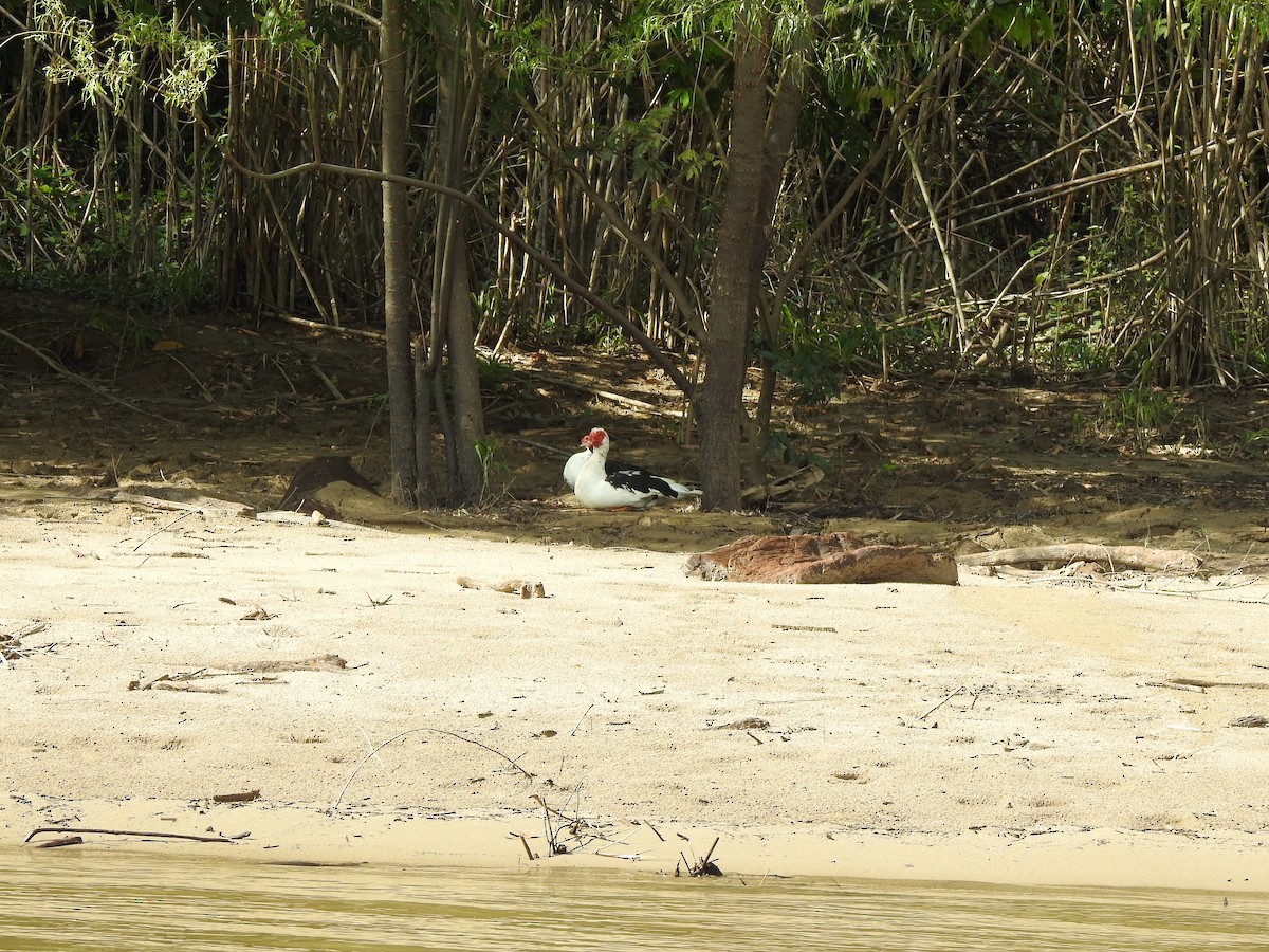 pižmovka americká - ML322867391