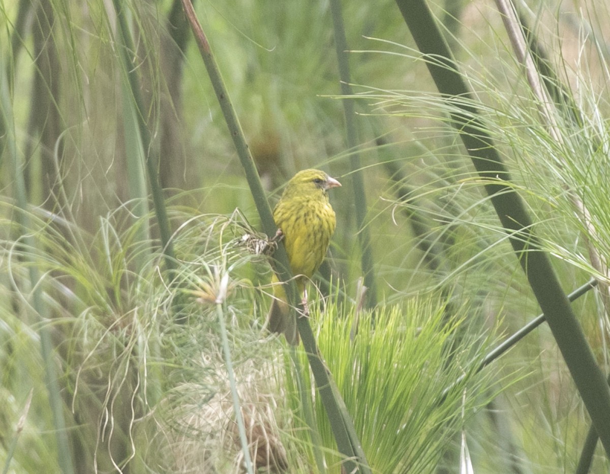 Papyrus Canary - Bird Uganda Safaris - Herbert