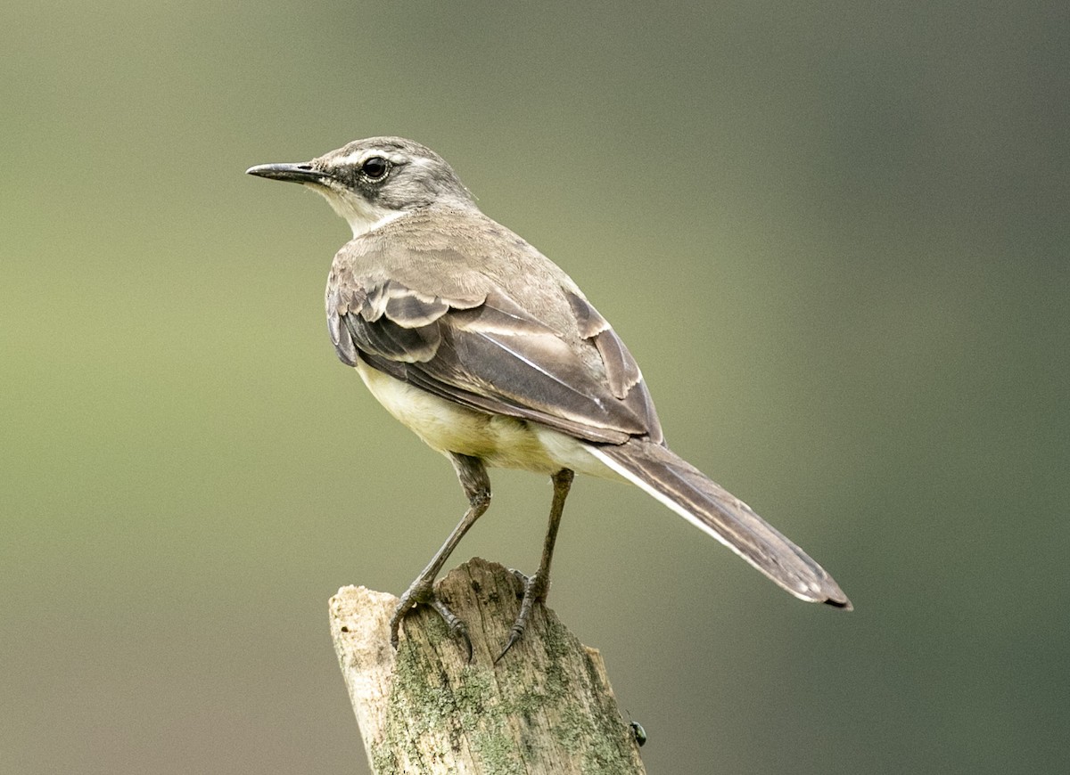 Cape Wagtail - Bird Uganda Safaris - Herbert