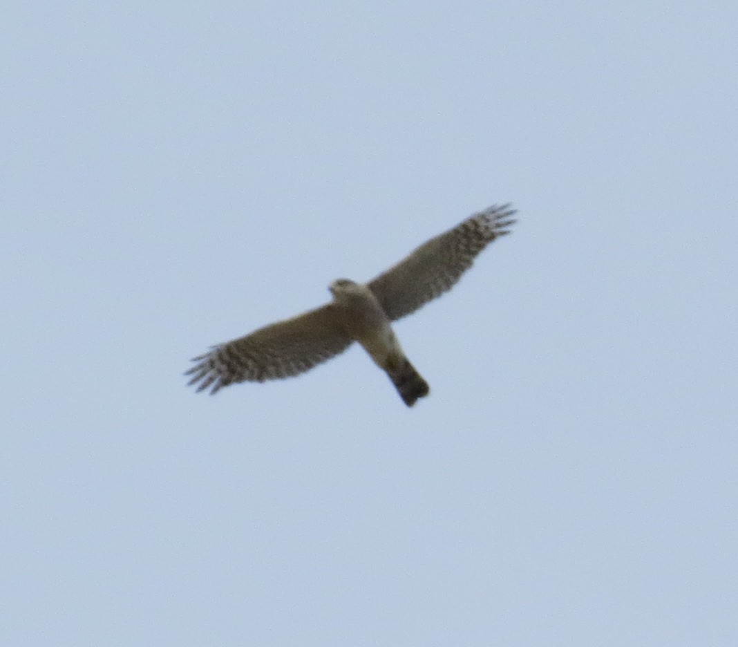 Sharp-shinned Hawk - ML322868911