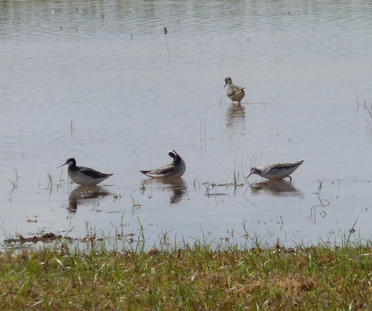 hvithalesvømmesnipe - ML32286981