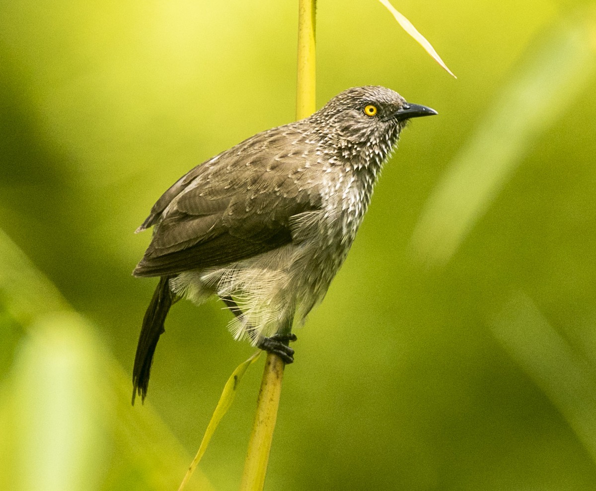 Arrow-marked Babbler - ML322869861