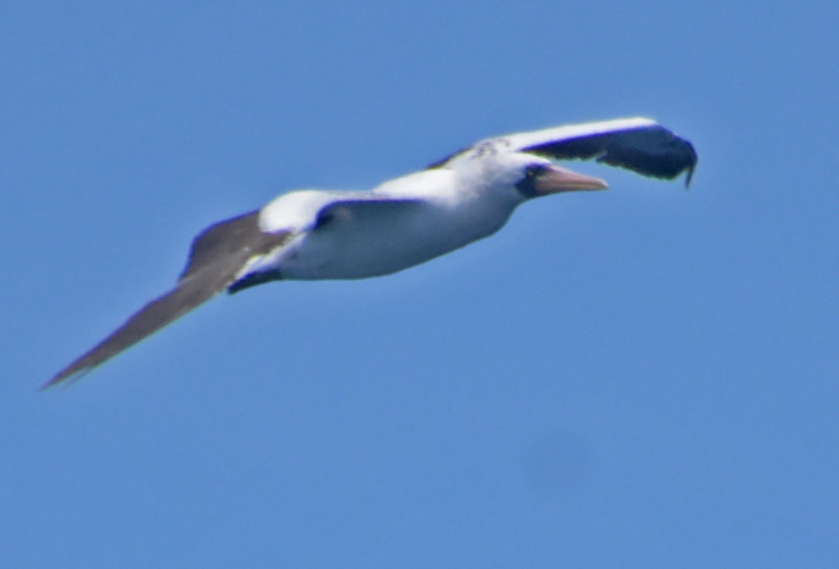 Nazca Booby - Steven Mlodinow