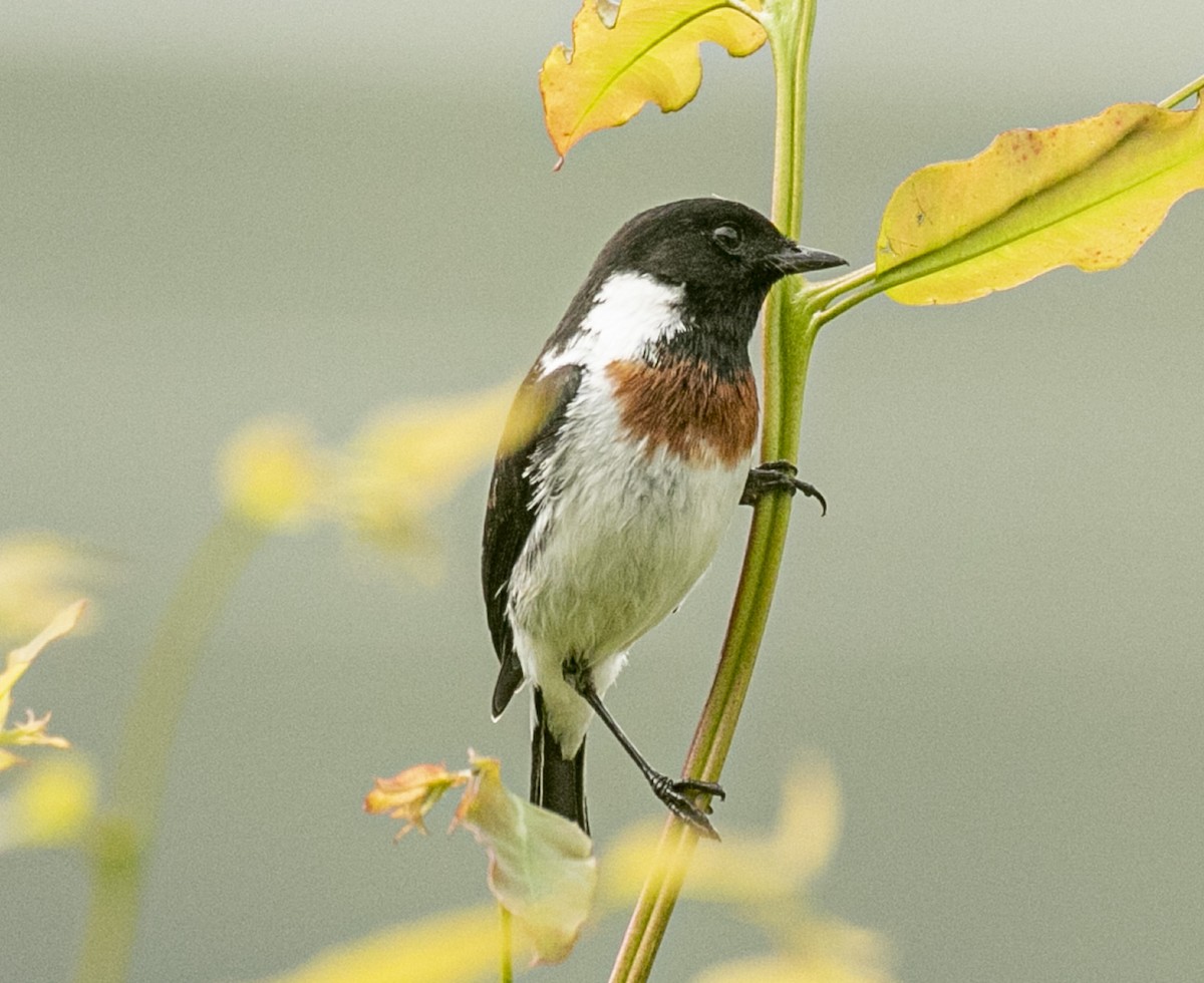 African Stonechat - ML322870571