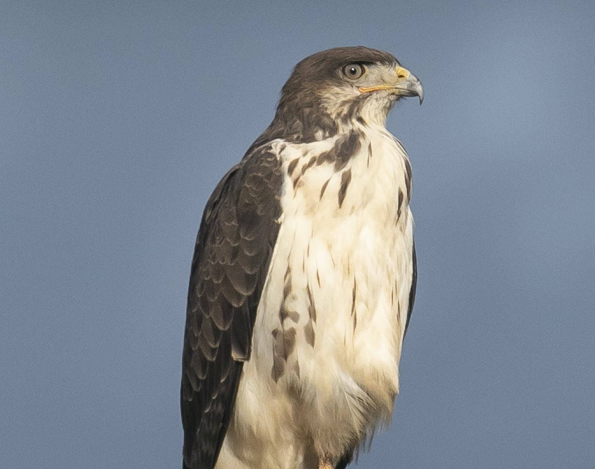 Augur Buzzard (Augur) - Bird Uganda Safaris - Herbert