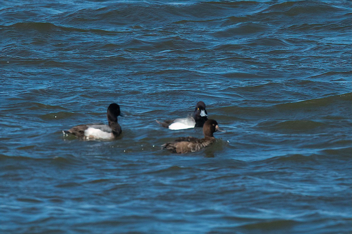 Greater Scaup - Richard Stern