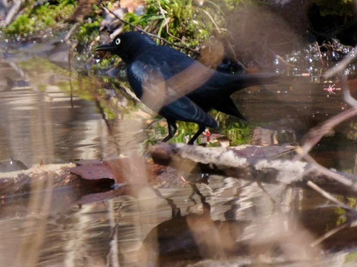 Rusty Blackbird - ML322873011