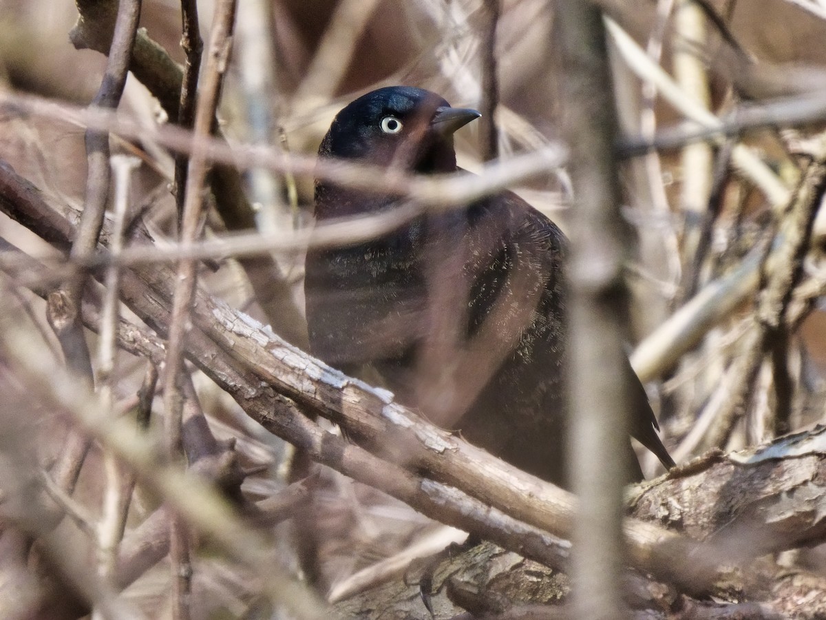 Rusty Blackbird - ML322873021