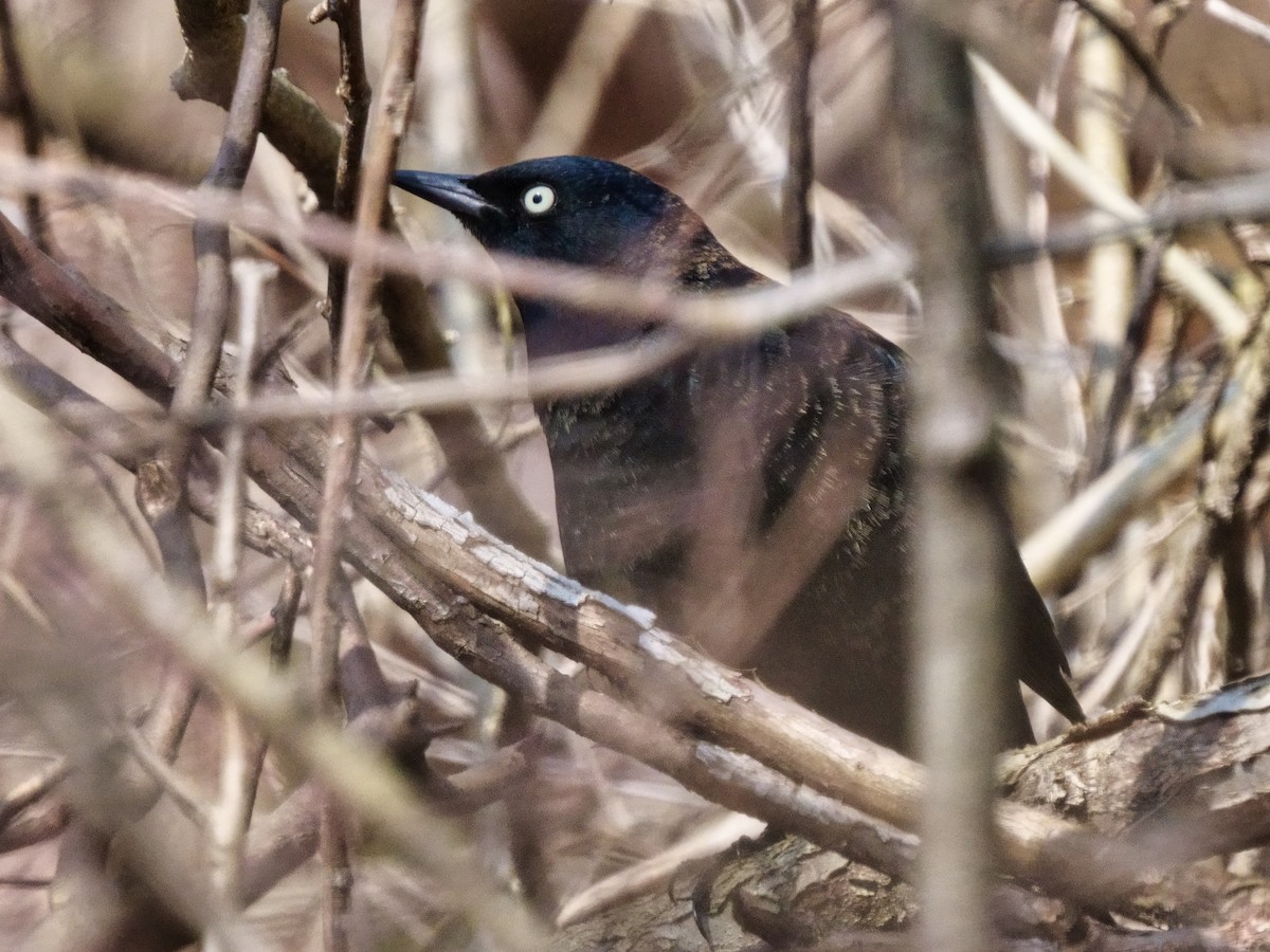 Rusty Blackbird - Grant Price