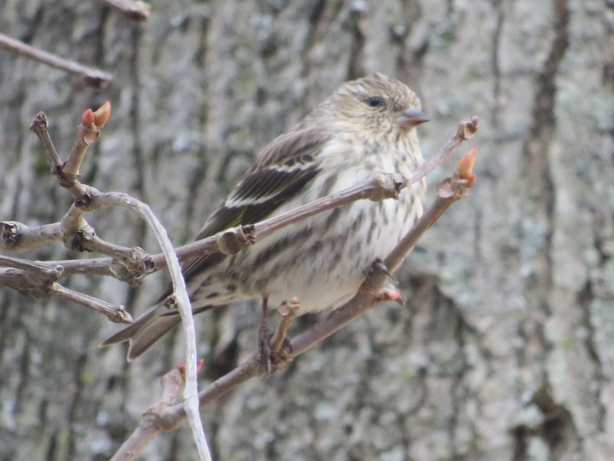 Pine Siskin - ML322873261