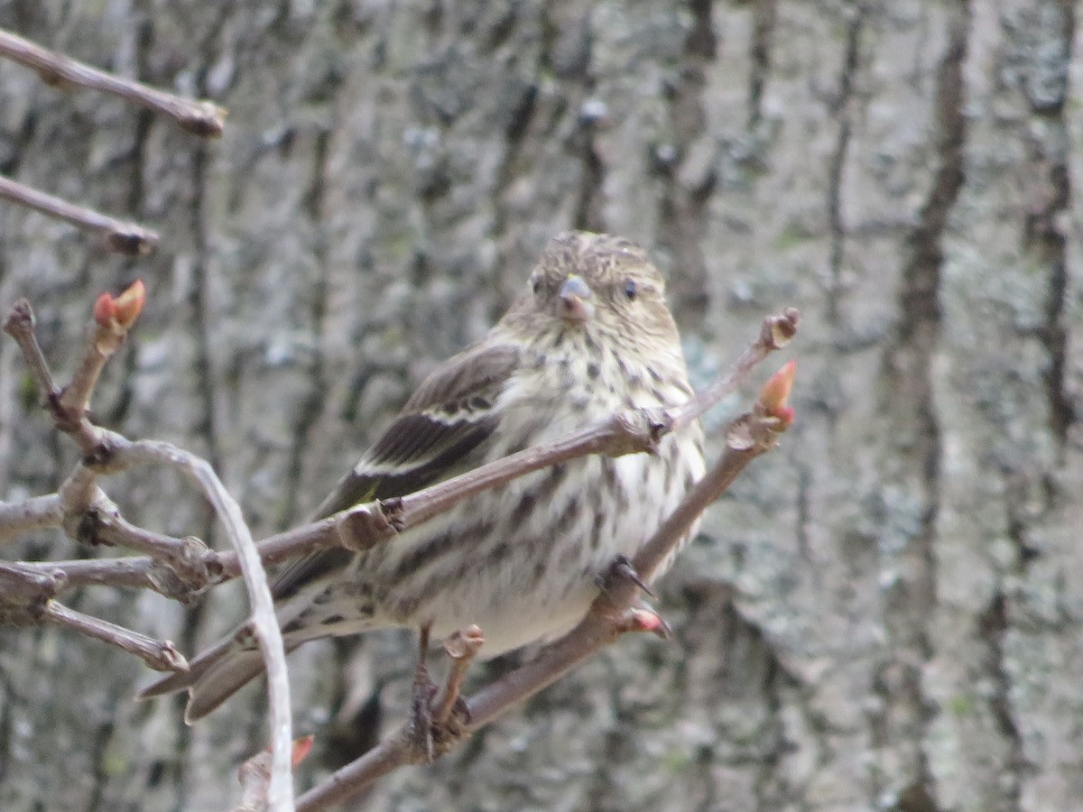 Pine Siskin - ML322873461