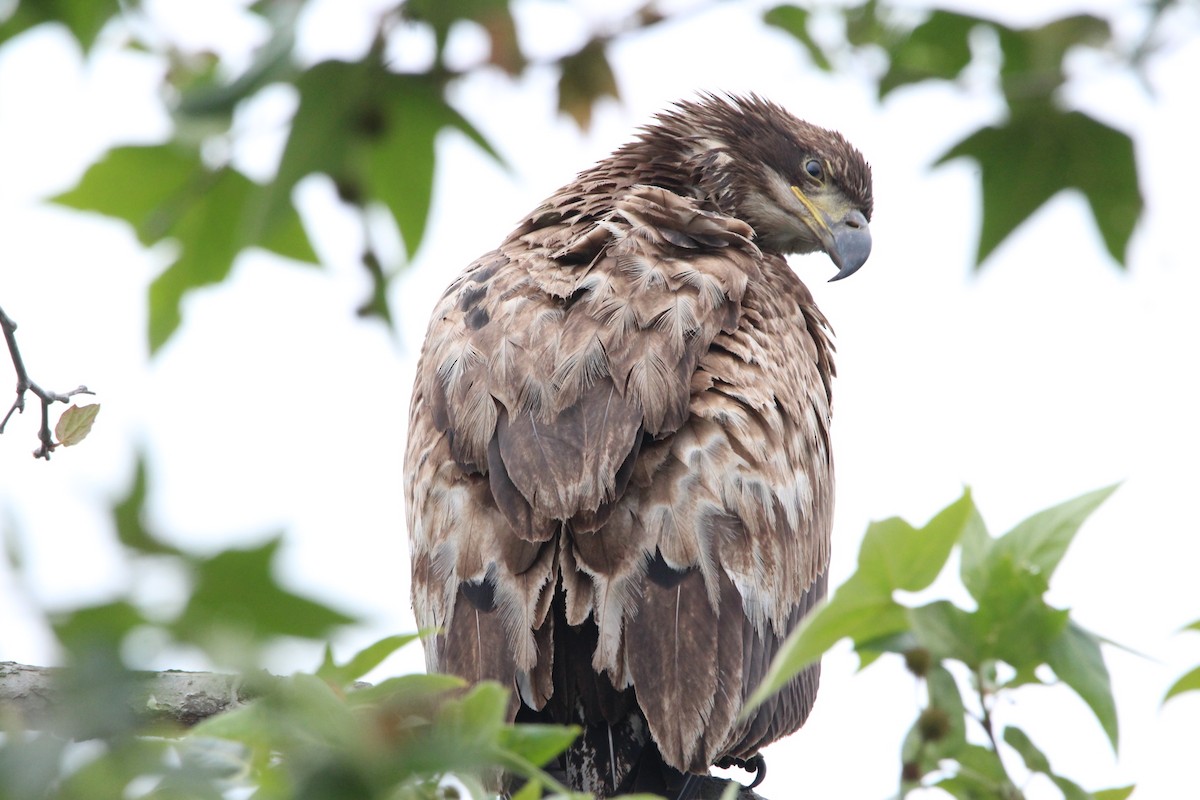 Bald Eagle - ML322876201