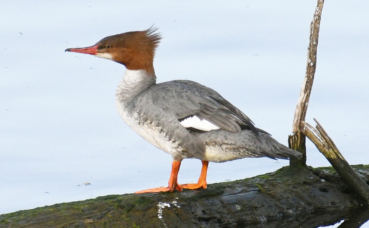 Common Merganser - ML322876531