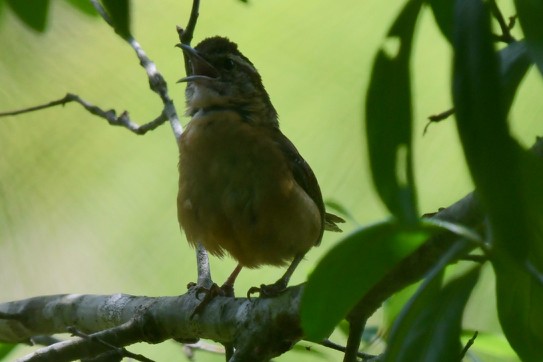 Carolina Wren - ML322878381