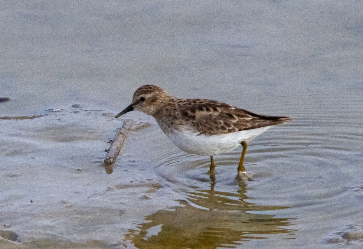 pygmésnipe - ML322878521