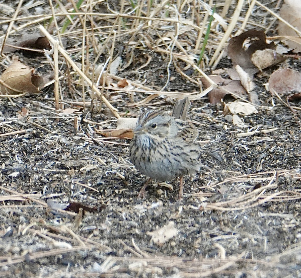 Lincoln's Sparrow - ML322879581