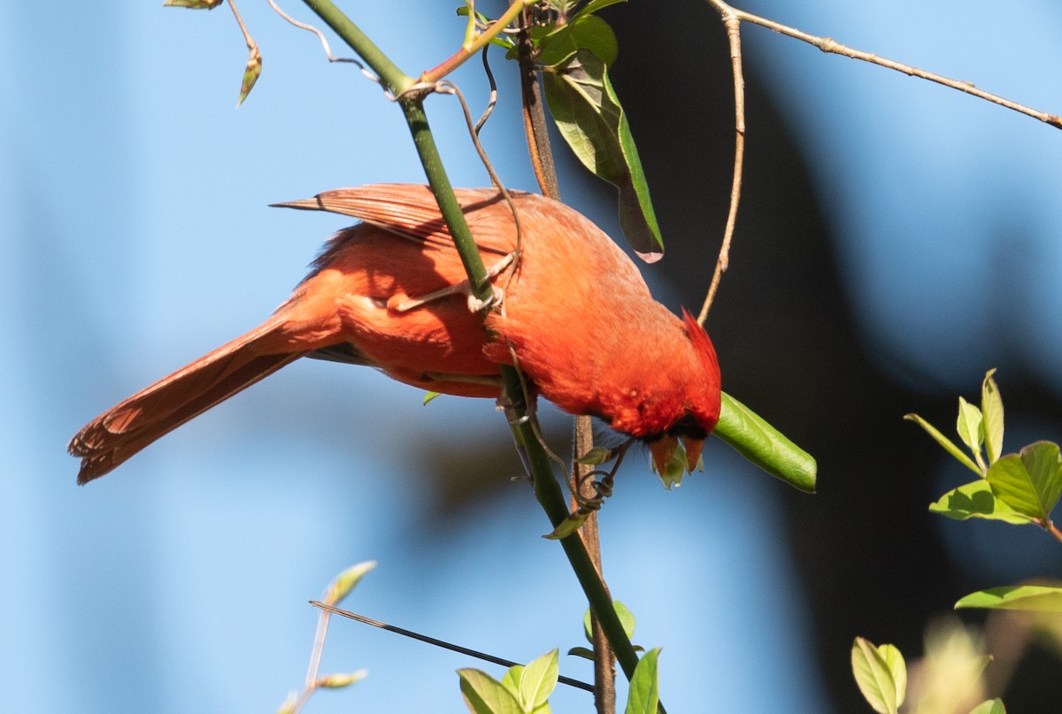 Northern Cardinal - ML322882171