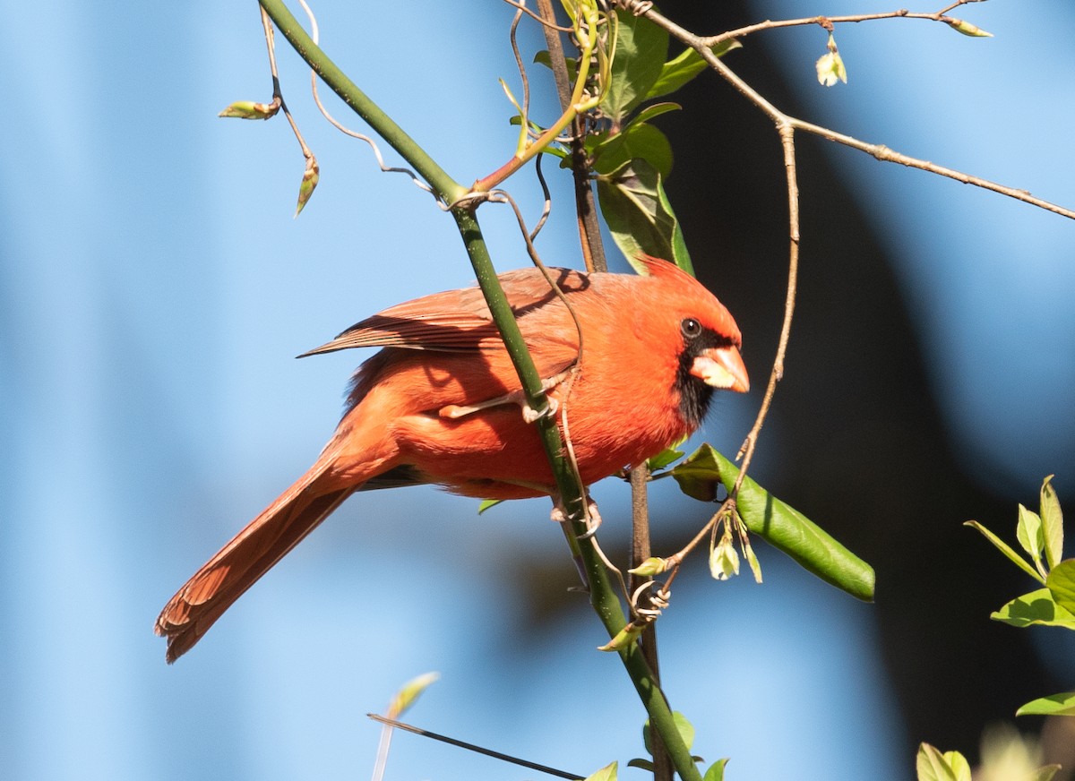 Northern Cardinal - ML322882181