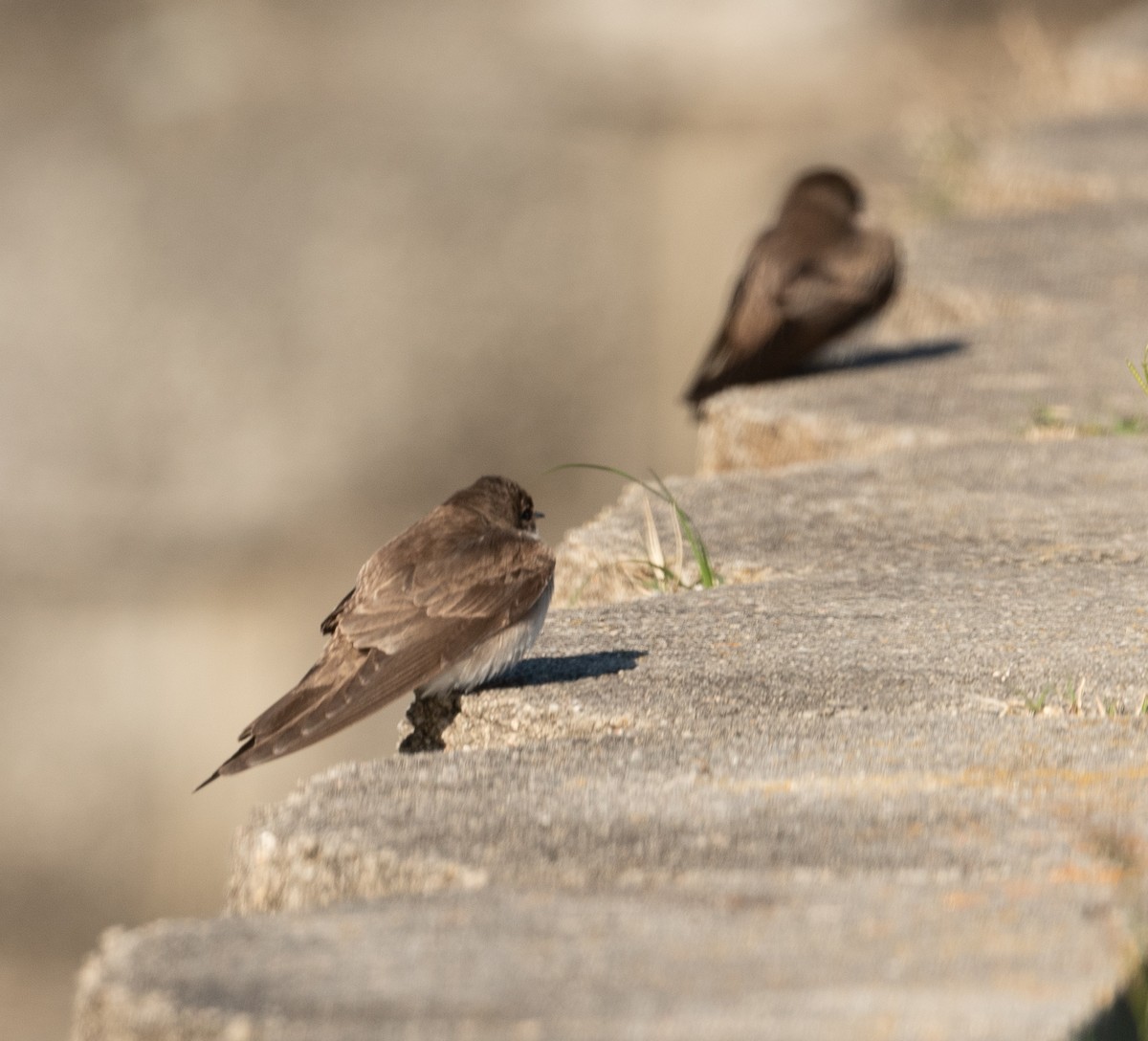 Northern Rough-winged Swallow - Joe Donahue