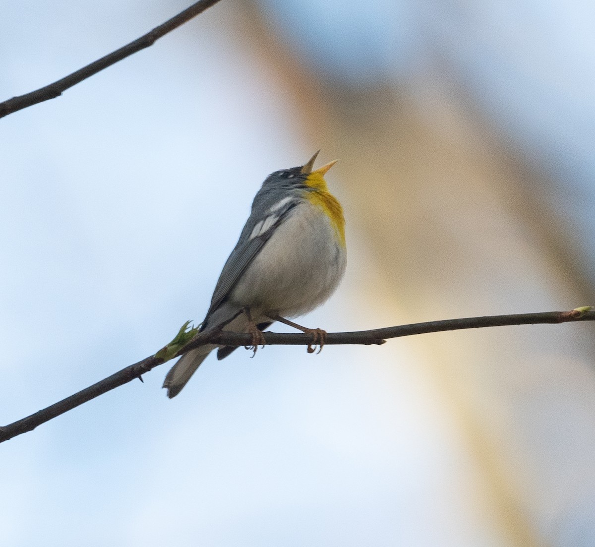 Northern Parula - ML322884921