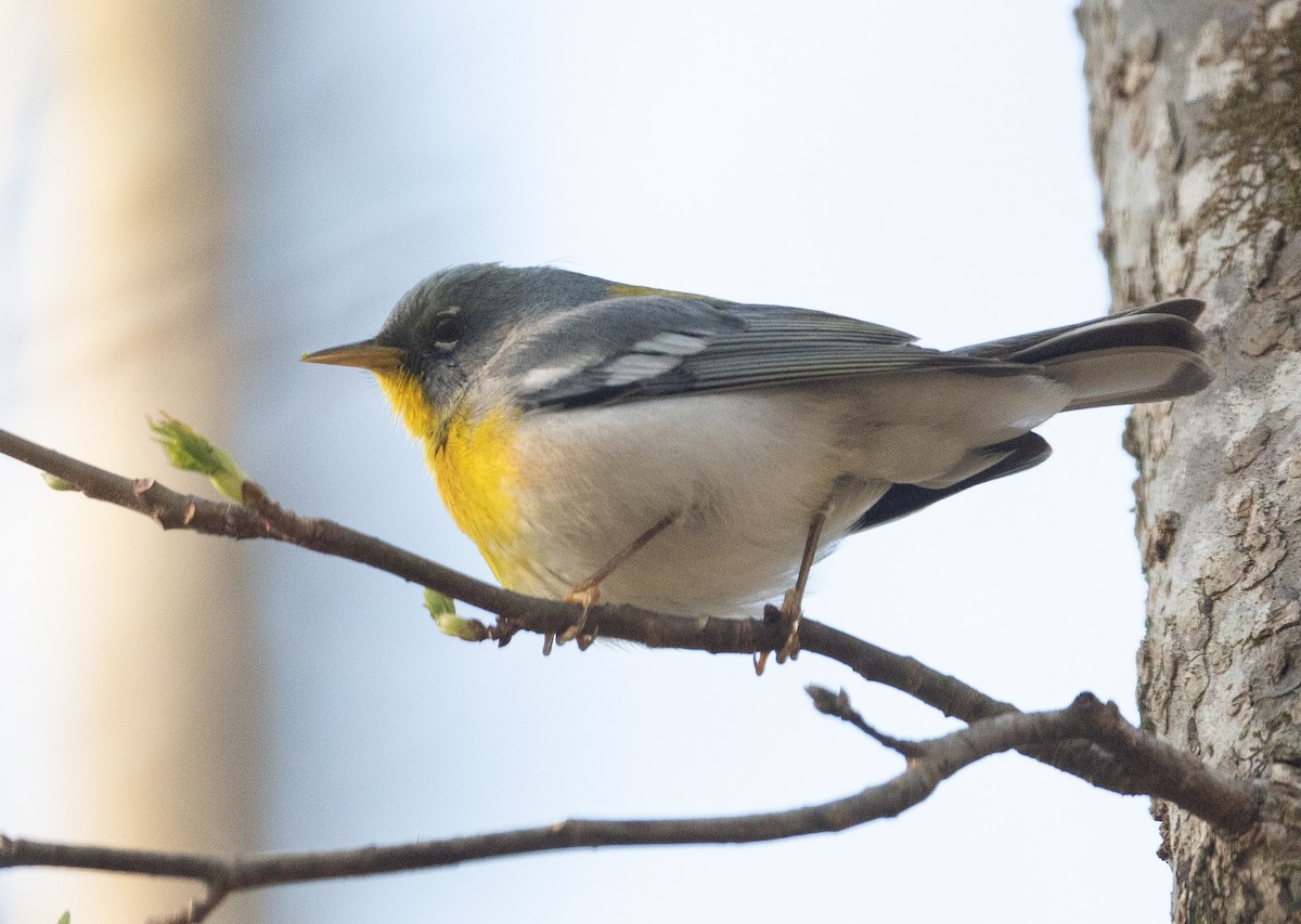 Northern Parula - ML322884961