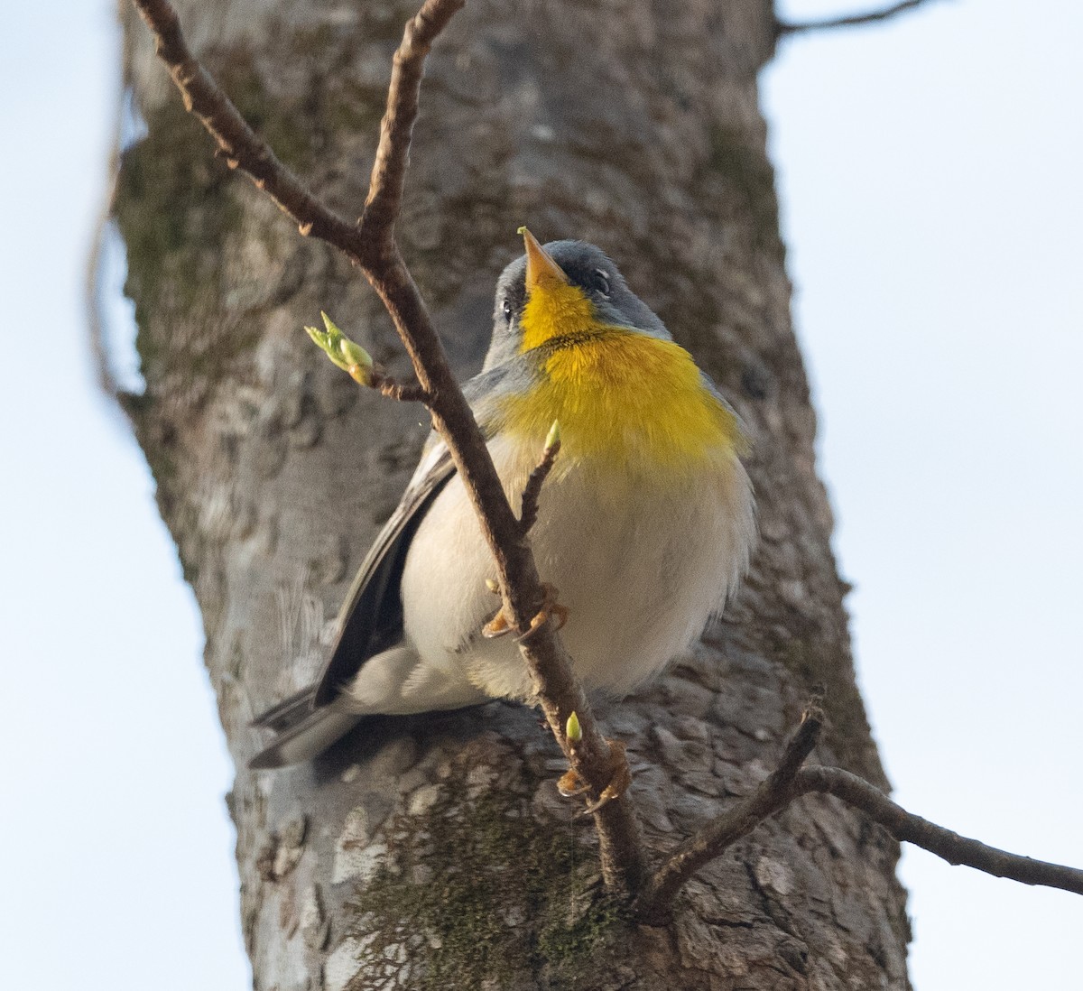 Northern Parula - ML322884981