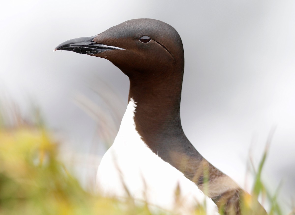 Thick-billed Murre - ML32288521