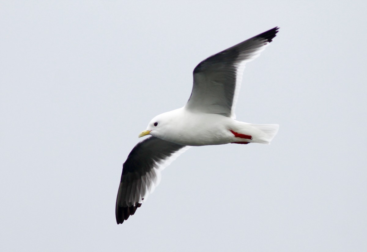 Red-legged Kittiwake - Stephan Lorenz / Rockjumper Birding Tours