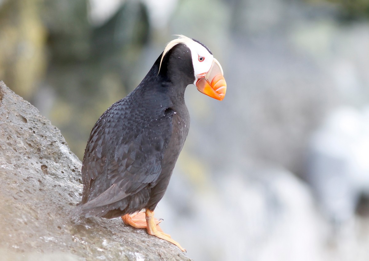 Tufted Puffin - ML32288551