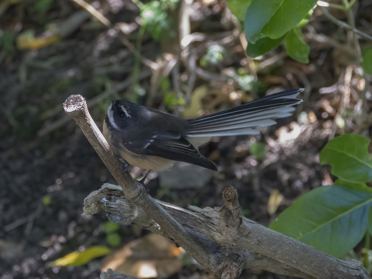 New Zealand Fantail - ML322885971